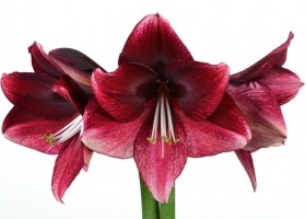 hippeastrum Daphne (1)